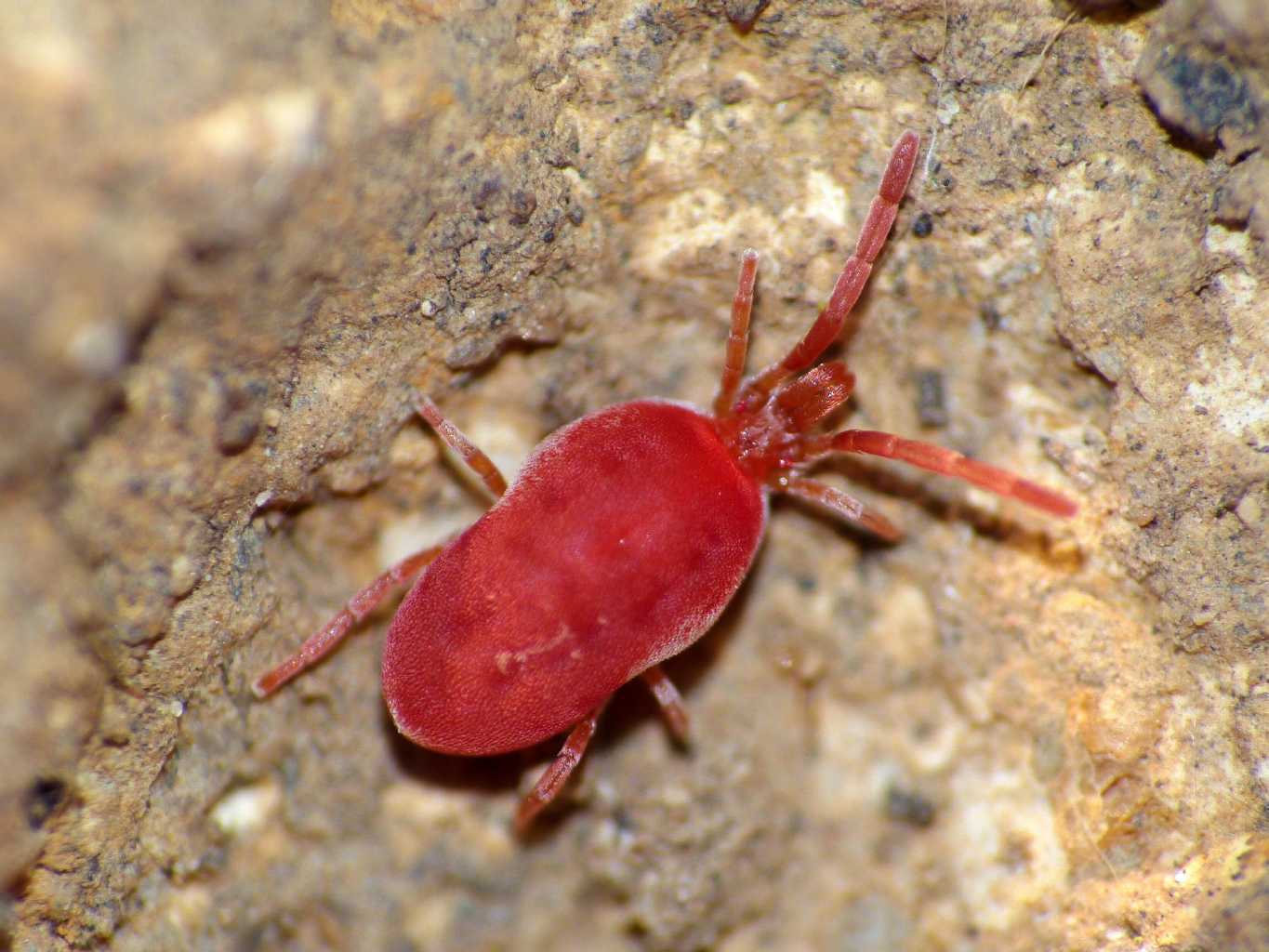 Qualche Trombidiidae